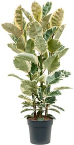 Ficus elastica tineke 30x150 cm