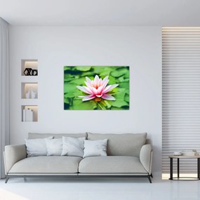 Obraz lekna na hladine (90x60 cm)