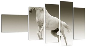 Obrazy bieleho koňa
