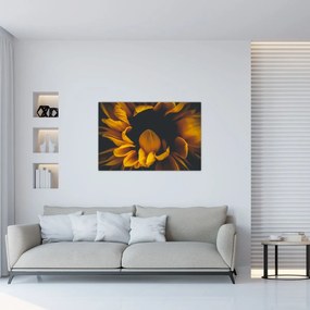 Obraz - Slnečnica v čiernom pozadí (90x60 cm)