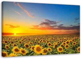 Obraz na plátně Slunečnice Květiny Západ slunce - 90x60 cm