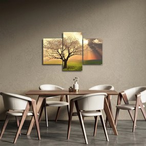 Obraz stromu na lúke (90x60 cm)