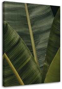 Obraz na plátně Banánové listy Příroda - 70x100 cm