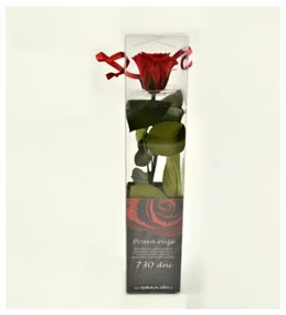 Darčeková ruža (stabilizovaná) červená 27  cm