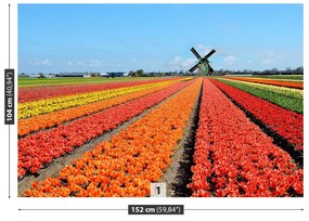 Fototapeta Vliesová Veterný mlyn tulipány 312x219 cm