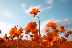 Obraz - Lúčne kvety (90x60 cm)