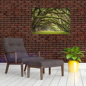 Obraz - Oaks Avenue, Charleston, Južná Karolína, USA (90x60 cm)