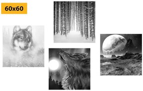 Set obrazov tajuplný vlk v čiernobielom prevedení - 4x 40x40