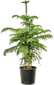 Araucaria heterophylla 21 cm v.100 cm