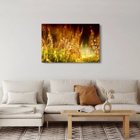 Obraz - Detail rosy (90x60 cm)