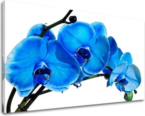Obraz na stenu KVETY KV054E11 - 20x30 cm