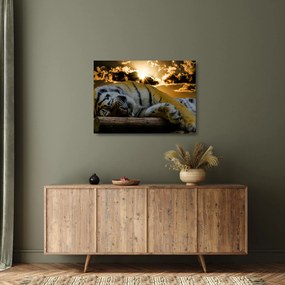 Sklenený obraz spiaceho tigra (70x50 cm)