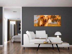 Obraz - Zlatý retriever (120x50 cm)