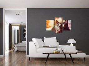 Obraz čiernej mačky (90x60 cm)