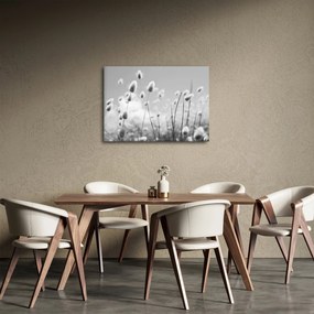 Obraz - Boho bunny tail grass (70x50 cm)