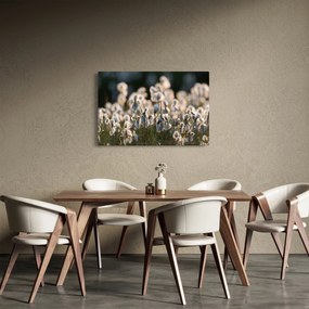 Obraz - Biely páperník (90x60 cm)