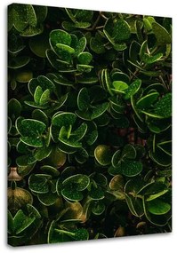 Gario Obraz na plátne Zelené listy exotických rastlín Rozmery: 40 x 60 cm