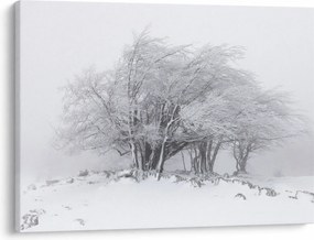 Obraz - Biela zima (70x50 cm)