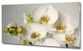 Fotoobraz na skle biela orchidea osh-67521473