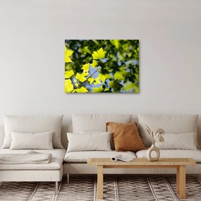 Obraz - javorové listy (70x50 cm)