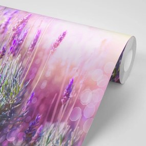 Fototapeta kúzelné kvety levandule