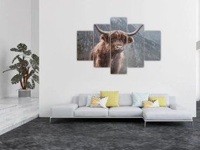 Obraz - Highlander krava (150x105 cm)