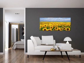 Obraz slnečnicového poľa (120x50 cm)