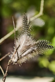 Závesné perie na drôtiku FEATHER DECOR hnedé - viac farieb