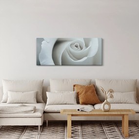 Obraz - Biela ruža (120x50 cm)