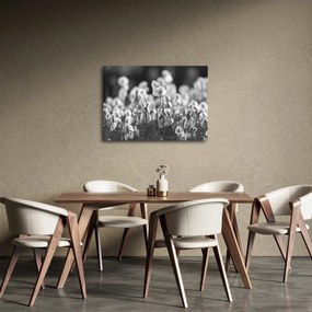 Obraz - Letná lúka (70x50 cm)
