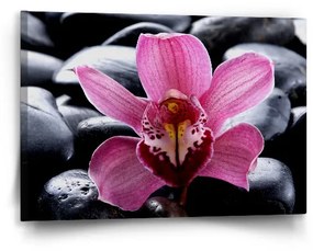 Sablio Obraz Ružová orchidea - 60x40 cm