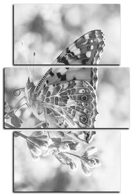 Obraz na plátne - Motýľ na levandule - obdĺžnik 7221QC (90x60 cm)