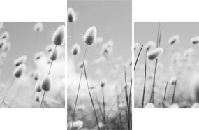 Obraz - Boho bunny tail grass (90x60 cm)