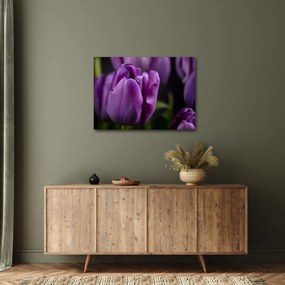 Obraz kvetov tulipánov (70x50 cm)