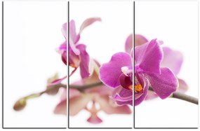 Obraz na plátne - Orchidea kvet izolovaná na bielom pozadí 1222B (90x60 cm  )