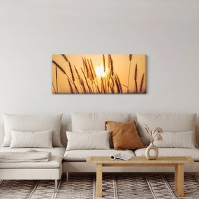 Obraz - Traviny na slnku (120x50 cm)