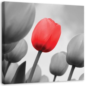 Obraz na plátně, Červený květ tulipánu - 30x30 cm