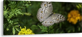 Obraz - biely motýľ (120x50 cm)