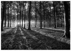 Samolepiaca fototapeta The Light in the Forest