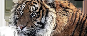 Obraz tigra (120x50 cm)