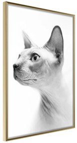 Artgeist Plagát - Hairless Cat [Poster] Veľkosť: 20x30, Verzia: Zlatý rám