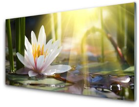 Skleneny obraz Vodné lilie slnko rybník 125x50 cm