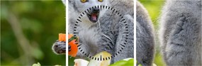 Obraz lemura (s hodinami) (90x30 cm)