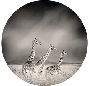 Fototapeta vliesová Žirafy 190 cm