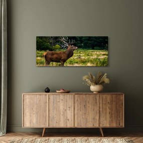 Obraz jeleňa (120x50 cm)