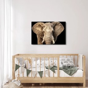 Obraz - Slon africký (90x60 cm)