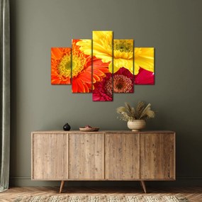 Obraz - Kvety Gerbery (150x105 cm)