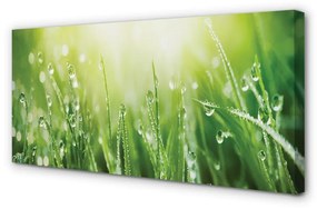 Obraz canvas Tráva slnko kvapky 125x50 cm