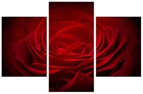 Obraz červenej ruže (90x60 cm)