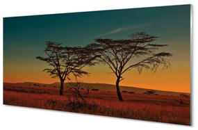 Obraz plexi Oblohy stromu 100x50 cm